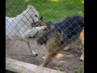 Long Coat Litter, a  German Shepherd Dog for sale in Bergen, NY – Photo 4 of 10