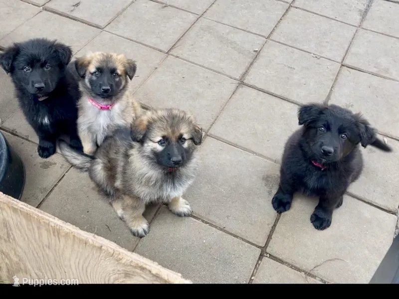 Long Coat Litter – German Shepherd Dog puppy for sale in Bergen, NY