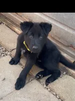 💛Yellow -BLACK F, a female German Shepherd Dog for sale in Bergen, NY – 8 of 9