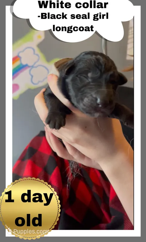 🤍White -BLACK SEAL Long Coat F – German Shepherd Dog puppy for sale in Bergen, NY
