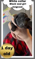 🤍White -BLACK SEAL Long Coat F, a female German Shepherd Dog for sale in Bergen, NY – Photo 1 of 10