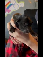 🤍White -BLACK SEAL Long Coat F, a female German Shepherd Dog for sale in Bergen, NY – Photo 3 of 10