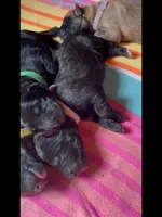 🤍White -BLACK SEAL Long Coat F, a female German Shepherd Dog for sale in Bergen, NY – Photo 10 of 10