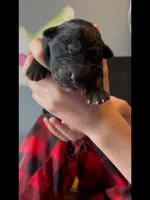 🤍White -BLACK SEAL Long Coat F, a female German Shepherd Dog for sale in Bergen, NY – Photo 7 of 10