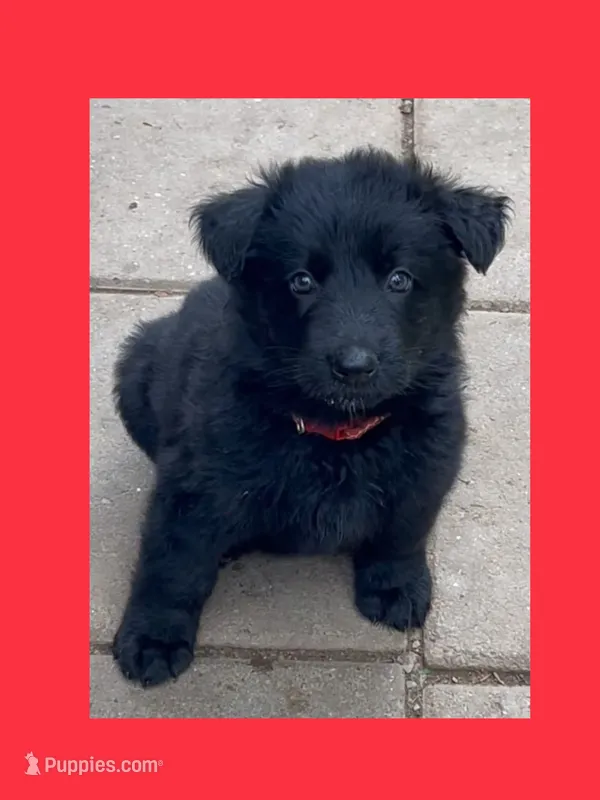 ♥️Red  -Long Coat BLACK SEAL F – German Shepherd Dog puppy for sale in Bergen, NY