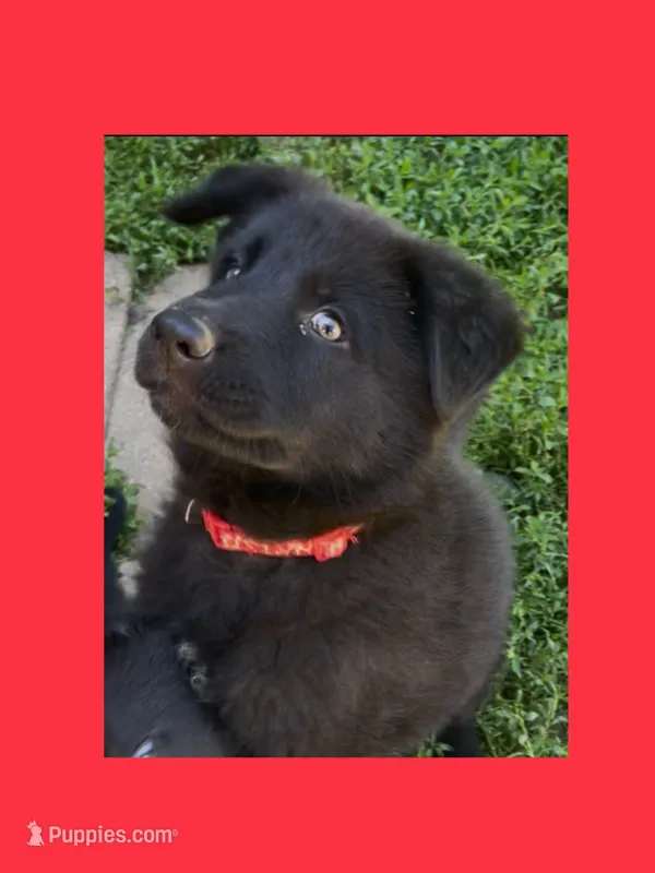 ♥️Red  BLACK F – German Shepherd Dog puppy for sale in Bergen, NY