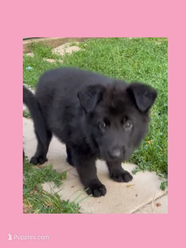 💗Light Pink  BLACK F – German Shepherd Dog puppy for sale in Bergen, NY