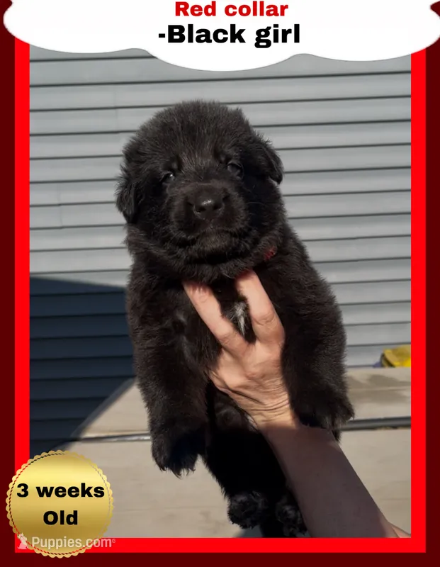 ♥️Red -BLACK F – German Shepherd Dog puppy for sale in Bergen, NY