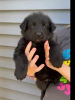 ♥️Red -Long Coat BLACK SEAL F, a female German Shepherd Dog for sale in Bergen, NY – 5 of 10