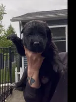 💗Light Pink -BLACK SEAL Long Coat F, a female German Shepherd Dog for sale in Bergen, NY – 3 of 9