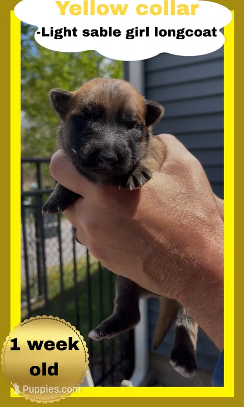 💛Yellow -LIGHT SABLE Long Coat F – German Shepherd Dog puppy for sale in Bergen, NY