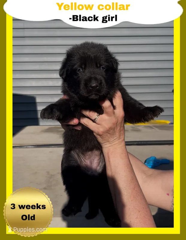 💛Yellow -BLACK F – German Shepherd Dog puppy for sale in Bergen, NY