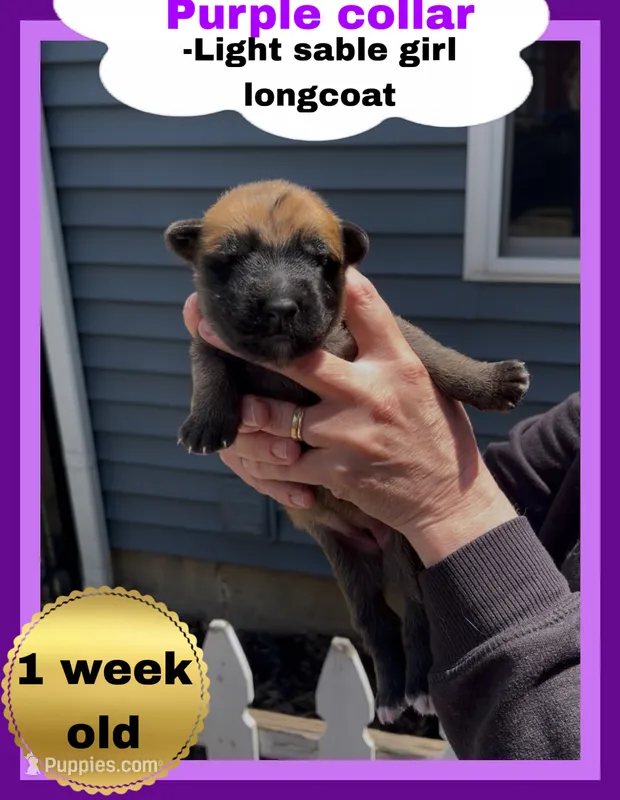💜Purple -LIGHT SABLE Long Coat F – German Shepherd Dog puppy for sale in Bergen, NY