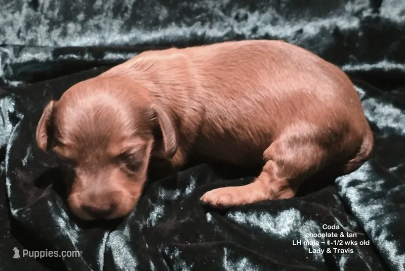Coda - Chocolate and Tan Long-haired  – Miniature Dachshund puppy on hold in Cadiz, KY