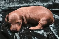 Coda - Chocolate and Tan Long-haired , a male Miniature Dachshund for sale in Cadiz, KY – 1 of 6