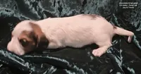 Kaden - Long haired Chocolate Pied, a male Miniature Dachshund for sale in Cadiz, KY – 5 of 6