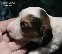Kaden - Long haired Chocolate Pied, a male Miniature Dachshund for sale in Cadiz, KY – 2 of 6