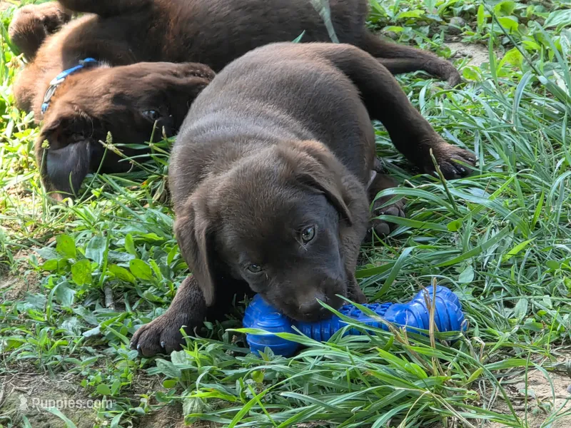 Chocolate  Labradors AKC Teal Boy – Labrador Retriever puppy for sale in Hopkinsville, KY