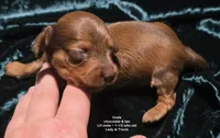 Coda - Chocolate and Tan Long-haired , a male Miniature Dachshund for sale in Cadiz, KY – 5 of 6