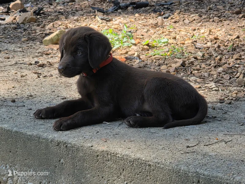 Chocolate  Labrador AKC Red Girl  – Labrador Retriever puppy for sale in Hopkinsville, KY