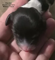 Long Haired Pied Girl , a female Miniature Dachshund for sale in Cadiz, KY – 5 of 5