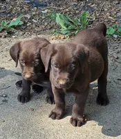AKC Chocolate Labrador Orange Boy, a male Labrador Retriever for sale in Hopkinsville, KY – 2 of 4