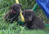 Chocolate  Labradors AKC , a female Labrador Retriever for sale in Hopkinsville, KY – 6 of 9