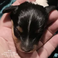 Miles - long haired-pied, a male Miniature Dachshund for sale in Cadiz, KY – 3 of 5