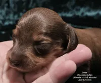 Coda - Chocolate and Tan Long-haired , a male Miniature Dachshund for sale in Cadiz, KY – 6 of 6