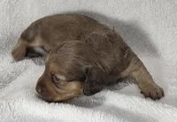 Coco- Choc Long-Haired Female, a female Miniature Dachshund for sale in Cadiz, KY – 1 of 2