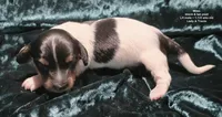 Miles - long haired-pied, a male Miniature Dachshund for sale in Cadiz, KY – 5 of 5