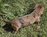 Chip, a male Miniature Dachshund for sale in Cadiz, KY – 5 of 7