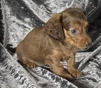 Koda - long haired solid chocolate and tan, a male Miniature Dachshund for sale in Cadiz, KY – 3 of 6