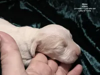Midas - CREAM LONG HAIRED , a male Miniature Dachshund for sale in Cadiz, KY – 5 of 8