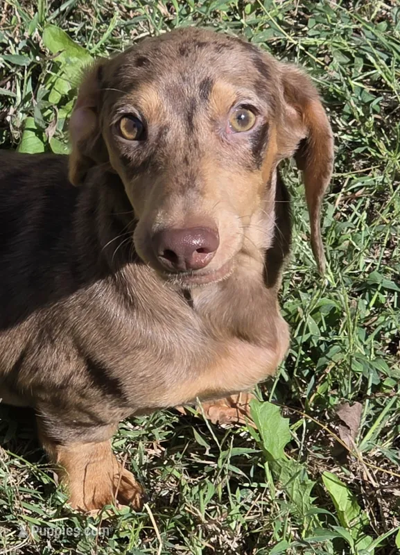 Chip – Miniature Dachshund puppy for sale in Cadiz, KY