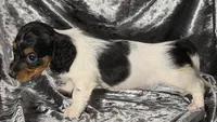Miles - long haired-pied, a male Miniature Dachshund for sale in Cadiz, KY – 5 of 6