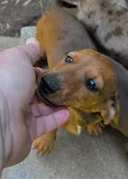 Parker , a male Miniature Dachshund for sale in Cadiz, KY – 3 of 4