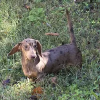 Chip, a male Miniature Dachshund for sale in Cadiz, KY – 6 of 7