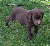 Little Boy Blue, a male Labrador Retriever for sale in Hopkinsville, KY – 5 of 7