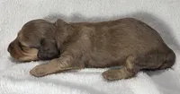 Coco- Choc Long-Haired Female, a female Miniature Dachshund for sale in Cadiz, KY – 2 of 2