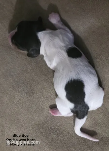 Long Haired Blue Boy – Miniature Dachshund puppy for sale in Cadiz, KY