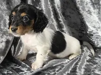 Miles - long haired-pied, a male Miniature Dachshund for sale in Cadiz, KY – 3 of 6