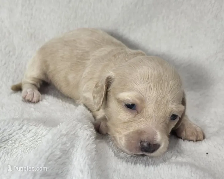 Sunny - Long Haired Cream Female – Miniature Dachshund puppy for sale in Cadiz, KY