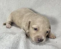 Sunny - Long Haired Cream Female, a female Miniature Dachshund for sale in Cadiz, KY – 1 of 2