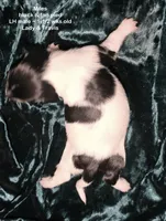 Miles - long haired-pied, a male Miniature Dachshund for sale in Cadiz, KY – 2 of 5