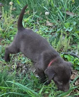 Chocolate  Labradors AKC , a female Labrador Retriever for sale in Hopkinsville, KY – 5 of 9