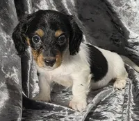 Miles - long haired-pied, a male Miniature Dachshund for sale in Cadiz, KY – 6 of 6