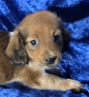Duke - Long-haired Pied, a male Miniature Dachshund for sale in Cadiz, KY – 2 of 4