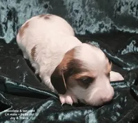 Kaden - Long haired Chocolate Pied, a male Miniature Dachshund for sale in Cadiz, KY – 6 of 6
