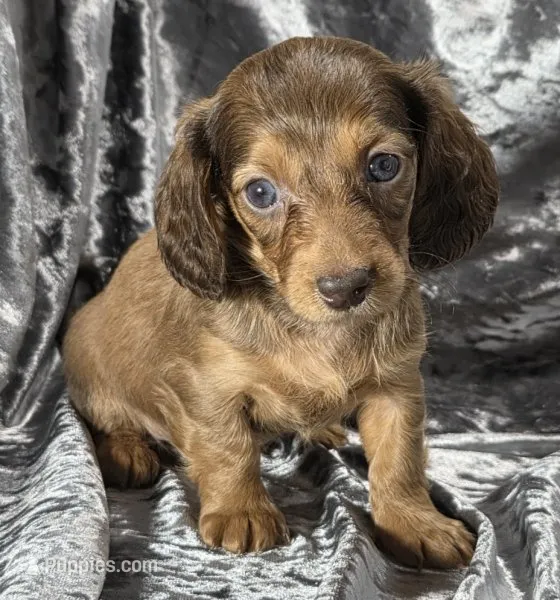 Koda - long haired solid chocolate and tan – Miniature Dachshund puppy for sale in Cadiz, KY